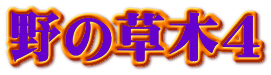 野の草木4